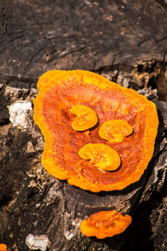 Close-up photograph of bright vibrant orange bracket fungus Pycnoporus sanguineus, developing over a textured tree trunk in the Brazilian wild forest. 