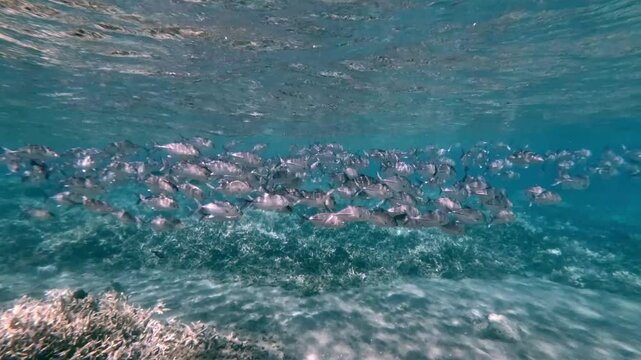 Handheld tracking shot to a school of bigeye trevally (Caranx sexfasciatus) just swarming and lingering near the crystal clear shimmering water surface in a magical underwater scene. Dauin, Philippine