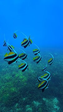 Tropical Reef Scene with School of Longfin Bannerfish. From a scuba dive in Koh Tao in Thailand.