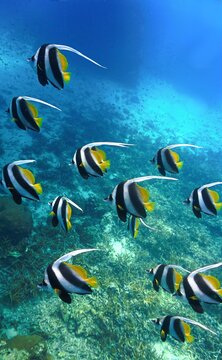 Tropical Reef Scene with School of Longfin Bannerfish. From a scuba dive in Koh Tao in Thailand.