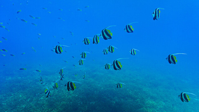 Tropical Reef Scene with School of Longfin Bannerfish. From a scuba dive in Koh Tao in Thailand.