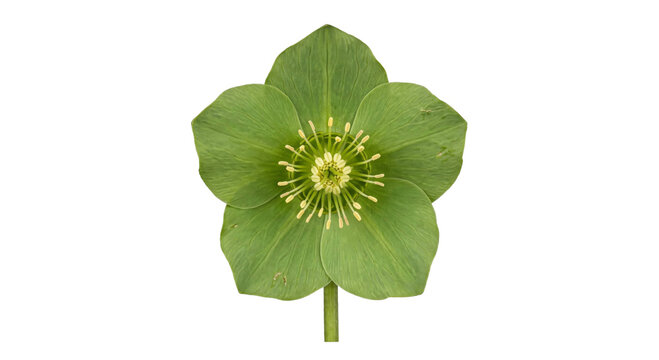 Detailed close-up of a green hellebore flower with yellow stamens isolated on black