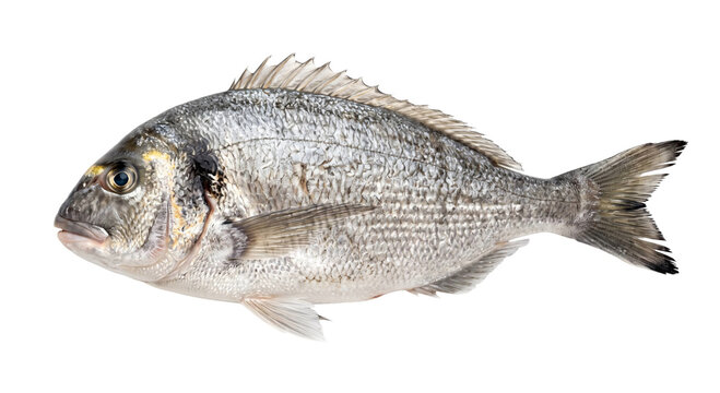Detailed silver gilthead seabream with golden markings isolated against a dark background
