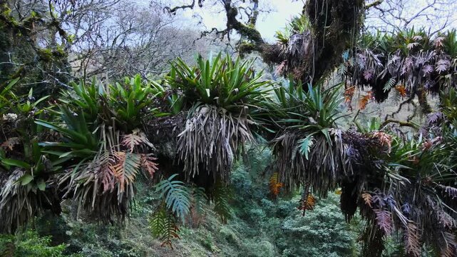 The camera glides past large bromeliad rosettes, hanging ferns, and mossy limbs within the humid mountain forest of the Jujuy Yungas, emphasizing epiphyte-rich habitat.
