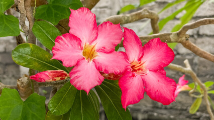 Two Adenium obesum flowers, with pink petals and a yellow-and-red center, have bloomed amidst green foliage. An exotic blossom, perfect for botanical and gardening projects. © Lisi4ka