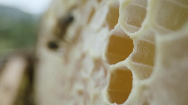 Extreme close-up view of the honeycomb structure: hexagonal cells of translucent white wax with warm tones in their interiors
