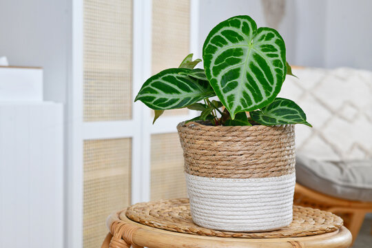 Small potted exotic 'Silver Blush Anthurium Crystallinum' houseplant with beautiful lace pattern on leaves in living room