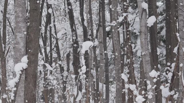 北海道の雪の降る原生林
