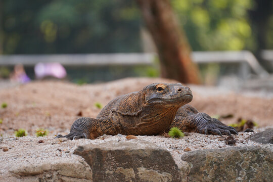 Komodo dragon rare Varanus komodoensis basking on sand, endangered Indonesian reptile.