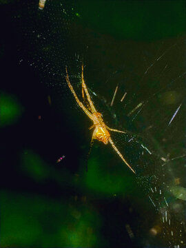 Depok West Java Indonesia, October 7, 2025 : A small yellowish spider rests motionless on its glistening web against a dark, natural background