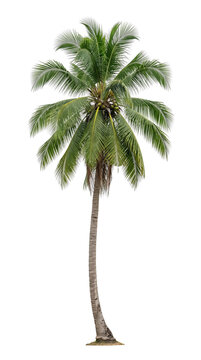 Tall tropical coconut palm tree with green fronds isolated on white background, summer nature element for design.