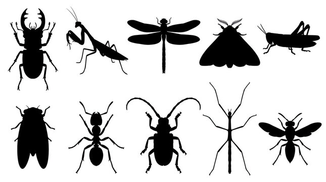 Bug insect silhouette vector in set beetle butterfly of dragonfly mantis ant collection icon nature