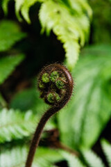 Close up of a fuzzy fern fiddlehead unfurling © Cavan