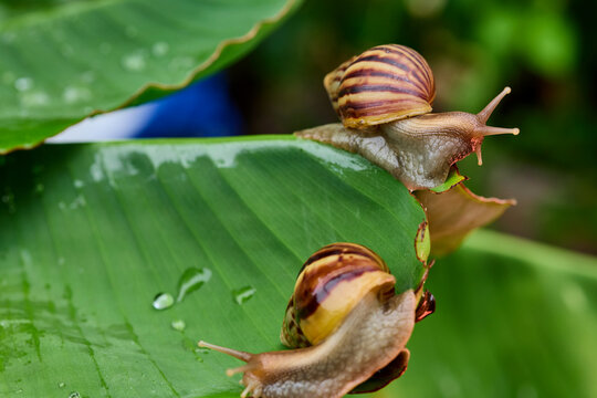 Snail Crawling on Green Leaf in Nature