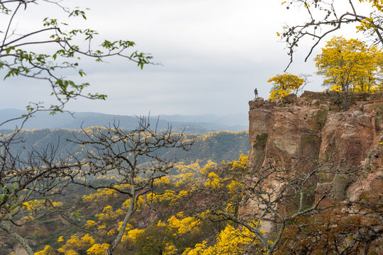 Photographer standing on a rocky cliff above a flowering forest