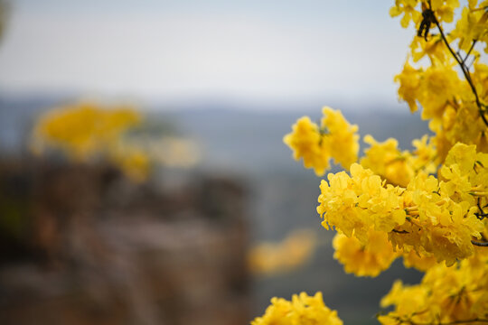 Yellow guayacan blossoms with a blurred mountain landscape