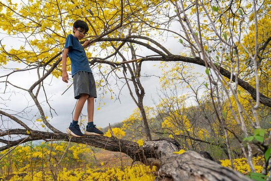 Boy Walking on a Tree Branch Among Yellow Flowers