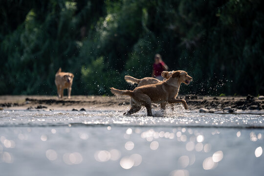 Two Dogs Playing and Splashing in River