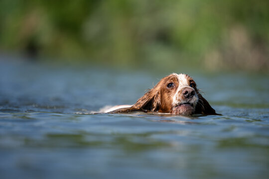 Cocker Spaniel Dog Swimming in River