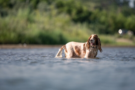 Cocker Spaniel Dog Standing in River