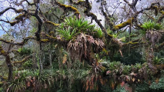 A close, gently moving view of rosette-shaped epiphytes and moss-covered branches reveals the layered plant life of the subtropical Yungas canopy in Jujuy, Argentina.