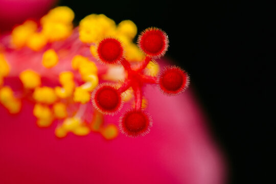Hibiscus flower pistil and stamen macro detail