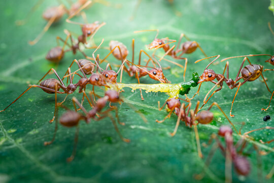 Red ants collaborating on attacking caterpillar prey