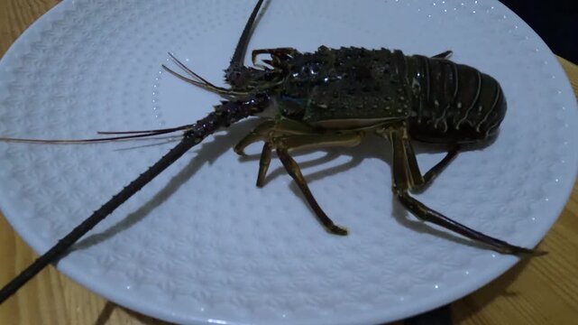 Large spiny rock lobster displayed on a white plate, featuring a dark armored shell, long antennae, segmented abdomen, and jointed legs, highlighting the anatomy of this marine crustacean.