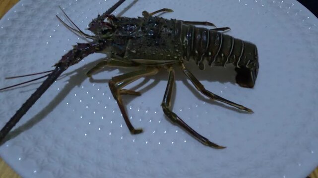 Large spiny rock lobster displayed on a white plate, featuring a dark armored shell, long antennae, segmented abdomen, and jointed legs, highlighting the anatomy of this marine crustacean.