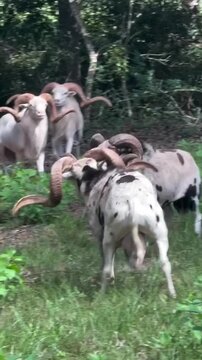 Big-horned rams fighting and locking horns in lush green forest meadow
