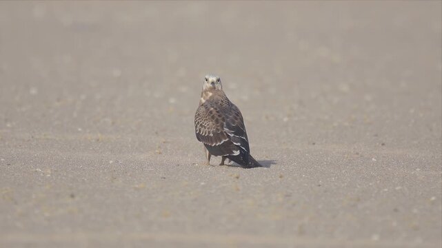 Honey buzzard (Pernis) standing on open desert ground and looking around. Filmed in 4K at 60 fps.