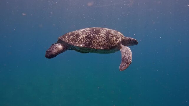 Lateral tracking shot to a green sea turtle (Chelonia mydas) swimming fast just beneath the shimmering sunlit water surface in a magical underwater scene. Dauin, Philippines