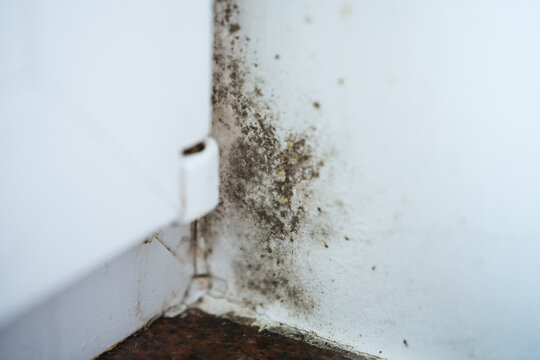 Ugly mold spreading on a painted interior wall