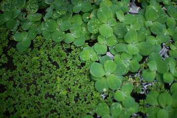 Close-up view of lush green aquatic plants with rounded leaves and dense ground cover in a natural environment © WIVA
