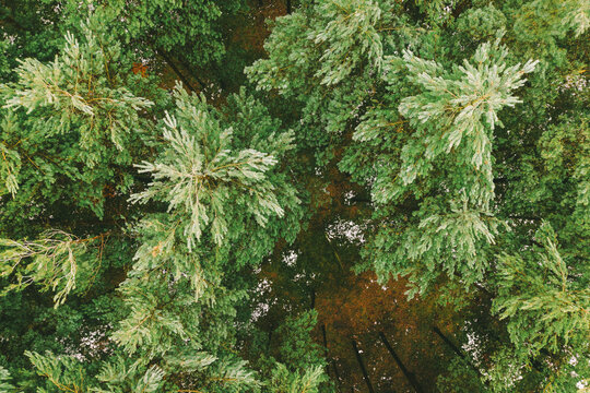 Peaceful winter forest landscape with green trees