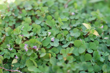 Fresh green clover leaves background with small tiny pink flowers in nature © WIVA