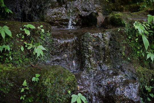Small Waterfall Cascading Over Green Mossy Rocks in a Lush Tropical Forest Environment