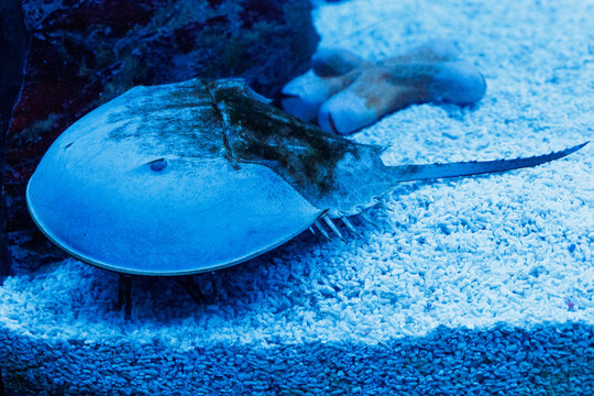 Blue light illuminates a horseshoe crab resting on gravel