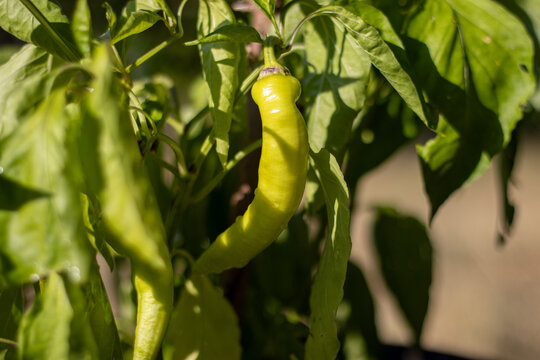 Fresh green pepper growing on a plant in a garden   