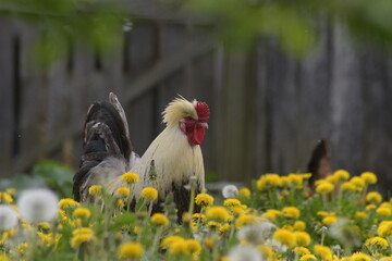 Colorful rooster standing in a farm enclosure. © Izabela