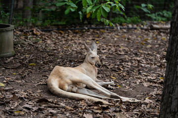 Red kangaroos resting and lying on the ground in outdoor zoo enclosure © ArLawKa
