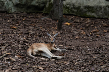 Red kangaroos resting and lying on the ground in outdoor zoo enclosure © ArLawKa
