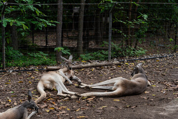 Red kangaroos resting and lying on the ground in outdoor zoo enclosure © ArLawKa