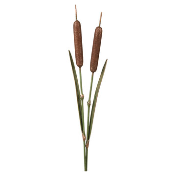 Two brown cattail reed stems with cylindrical spike heads, long slim stems with knot joints and narrow green leaf blades, isolated on transparent background