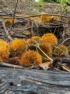 Recolecci&oacute;n natural de casta&ntilde;as silvestres en el sotobosque, ingredientes gastron&oacute;micos y ecolog&iacute;a