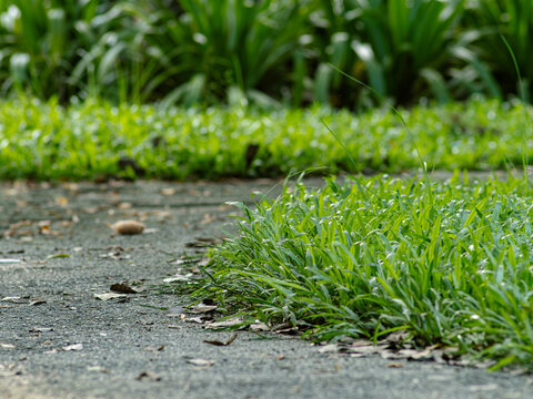Low angle view of fresh green grass tufts growing at the edge of an asphalt path with fallen dry leaves, sunlit blades and soft blurred green background