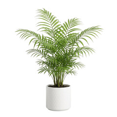 Fototapeta premium Lush Areca Palm plant in a textured pot with vibrant green fronds bathed in soft studio light Isolated on transparent background