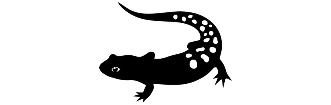 Black and white illustration of a spotted salamander reptile