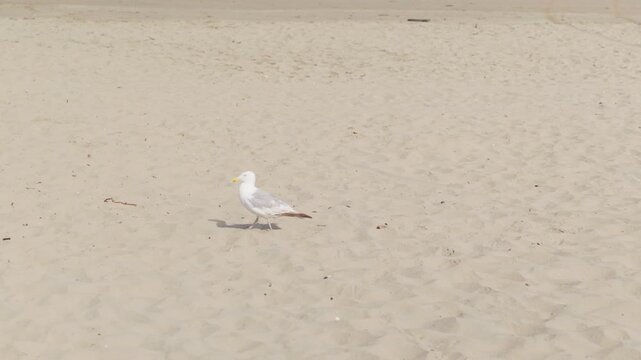 Seagull walking on an empty sandy beach slow motion with blood on the beak