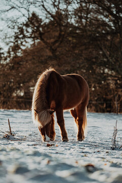 Backlit chestnut horse with a blonde mane in a snowy field